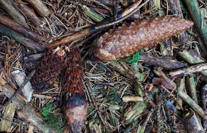 badger track